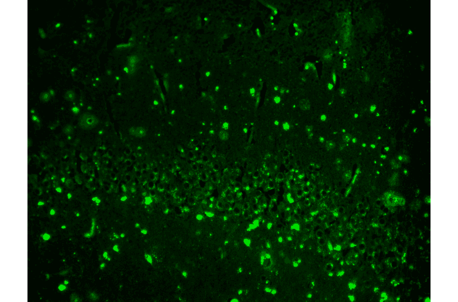 Immunohistochemistry - Anti-HCN2 Antibody [S71] (A304767) - Antibodies.com