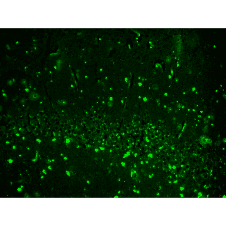Immunohistochemistry - Anti-HCN2 Antibody [S71] (A304767) - Antibodies.com