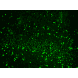 Immunohistochemistry - Anti-HCN2 Antibody [S71] (A304767) - Antibodies.com