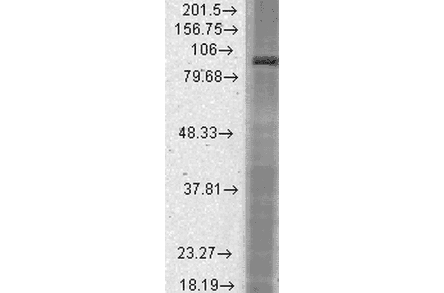 Western Blot - Anti-HCN2 Antibody [S71] (A304767) - Antibodies.com