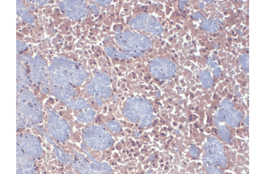 Immunohistochemistry - Anti-HCN2 Antibody [S71] (A304767) - Antibodies.com