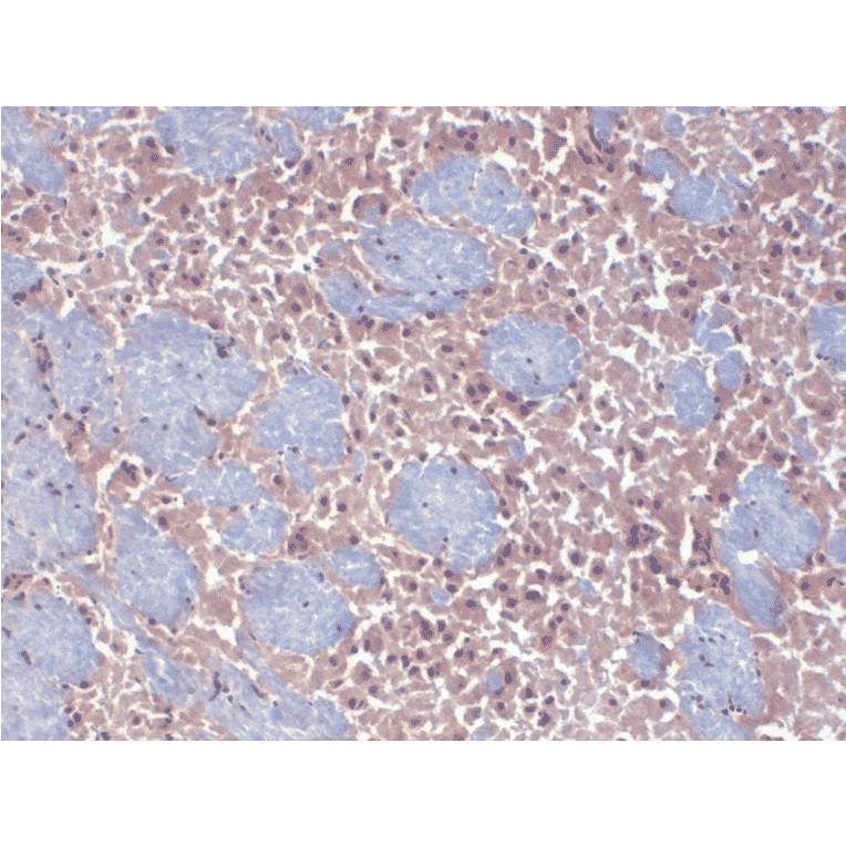 Immunohistochemistry - Anti-HCN2 Antibody [S71] (A304767) - Antibodies.com