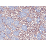Immunohistochemistry - Anti-HCN2 Antibody [S71] (A304767) - Antibodies.com