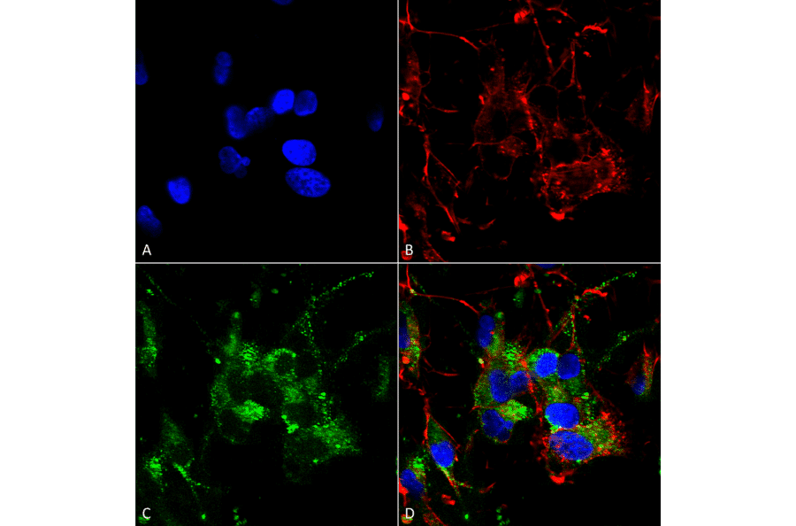 Immunocytochemistry/Immunofluorescence - Anti-HCN2 Antibody [S71] (A304767) - Antibodies.com
