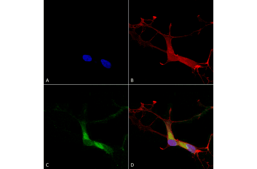 Immunocytochemistry/Immunofluorescence - Anti-HCN1 Antibody [S70] (A304768) - Antibodies.com