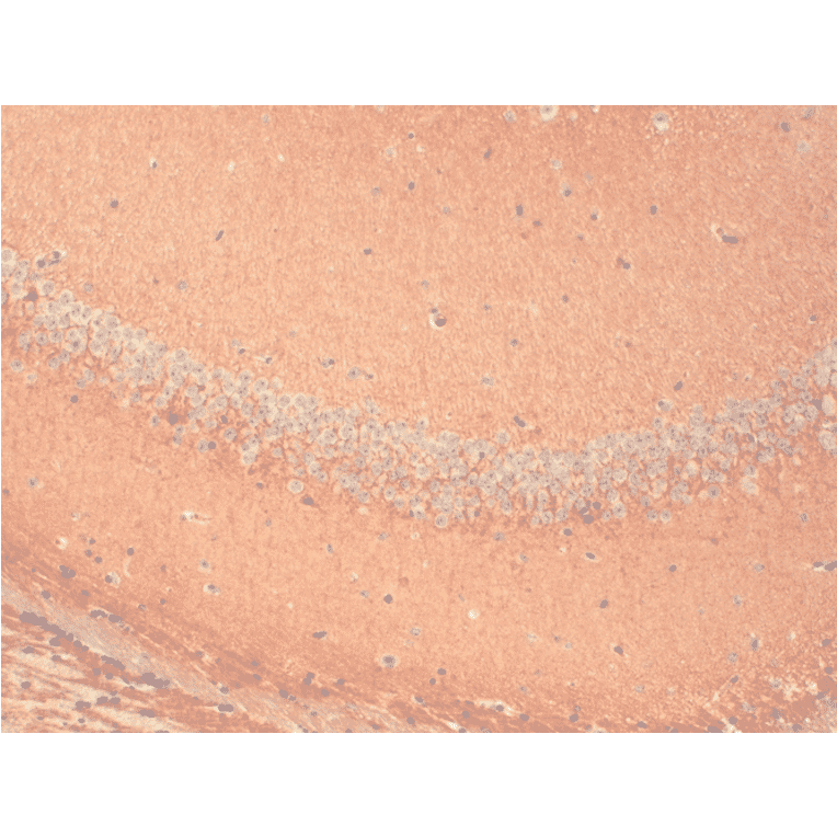 Immunohistochemistry - Anti-HCN1 Antibody [S70] (A304768) - Antibodies.com