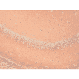 Immunohistochemistry - Anti-HCN1 Antibody [S70] (A304768) - Antibodies.com