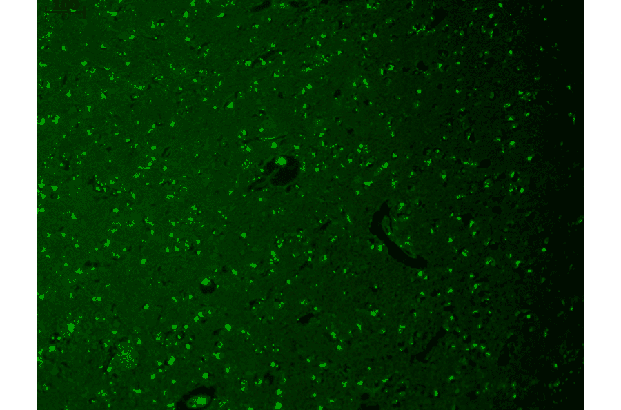 Immunohistochemistry - Anti-HCN1 Antibody [S70] (A304768) - Antibodies.com