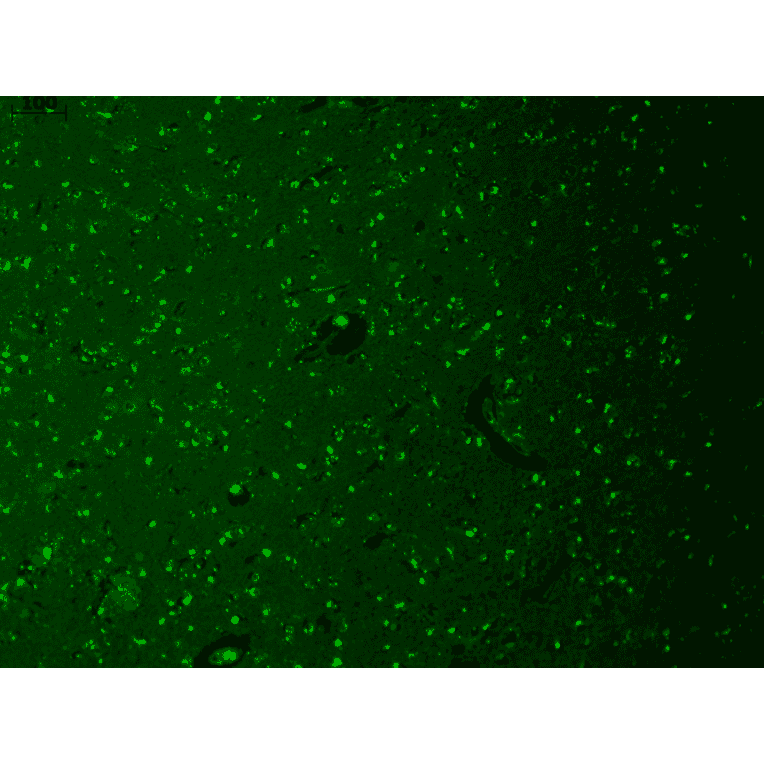 Immunohistochemistry - Anti-HCN1 Antibody [S70] (A304768) - Antibodies.com