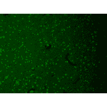 Immunohistochemistry - Anti-HCN1 Antibody [S70] (A304768) - Antibodies.com