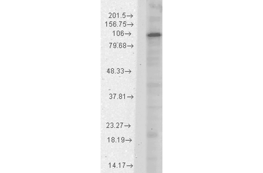 Western Blot - Anti-HCN1 Antibody [S70] (A304768) - Antibodies.com