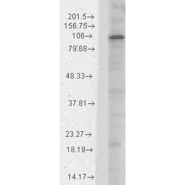 Western Blot - Anti-HCN1 Antibody [S70] (A304768) - Antibodies.com