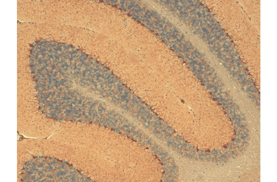 Immunohistochemistry - Anti-HCN1 Antibody [S70] (A304768) - Antibodies.com