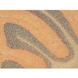 Immunohistochemistry - Anti-HCN1 Antibody [S70] (A304768) - Antibodies.com