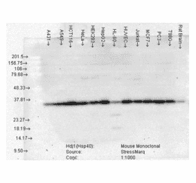 Western Blot - Anti-HSP40 Antibody [3B9.E6] (A304769) - Antibodies.com