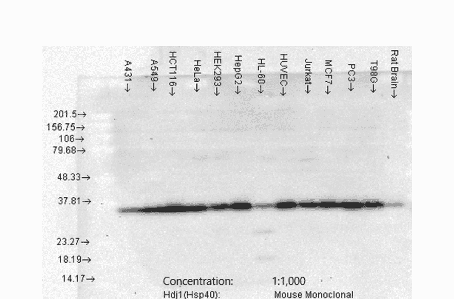 Western Blot - Anti-HSP40 Antibody [3B9.E6] (A304769) - Antibodies.com