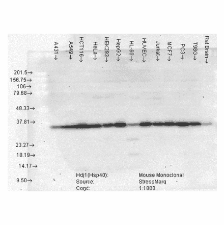 Western Blot - Anti-HSP40 Antibody [3B9.E6] (A304769) - Antibodies.com