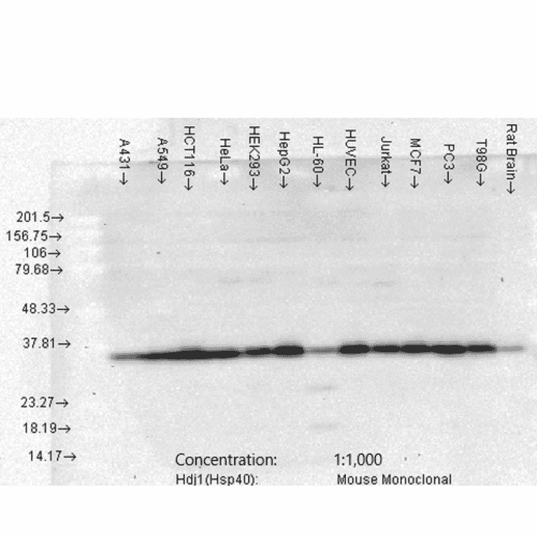 Western Blot - Anti-HSP40 Antibody [3B9.E6] (A304769) - Antibodies.com