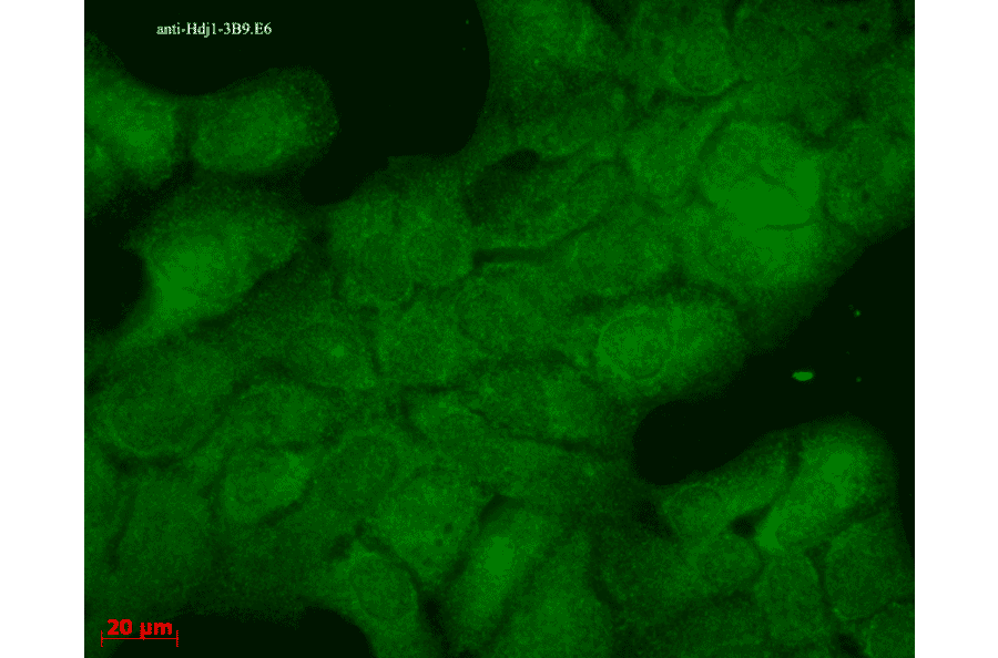 Immunocytochemistry/Immunofluorescence - Anti-HSP40 Antibody [3B9.E6] (A304769) - Antibodies.com