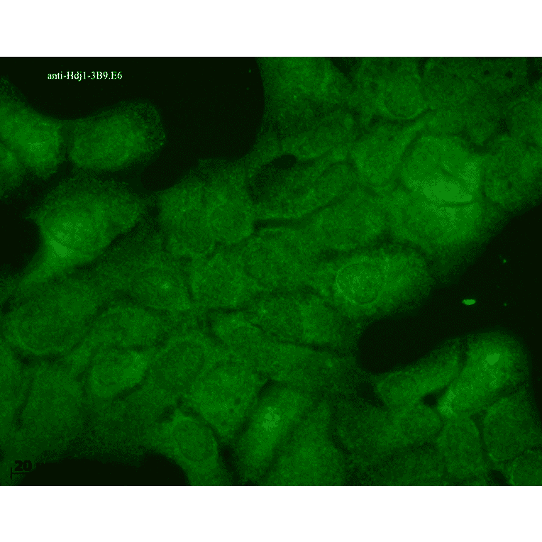 Immunocytochemistry/Immunofluorescence - Anti-HSP40 Antibody [3B9.E6] (A304769) - Antibodies.com