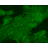 Immunocytochemistry/Immunofluorescence - Anti-HSP40 Antibody [3B9.E6] (A304769) - Antibodies.com
