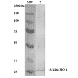 Western Blot - Anti-Heme Oxygenase 1 Antibody [6B8-2F2] (A304770) - Antibodies.com