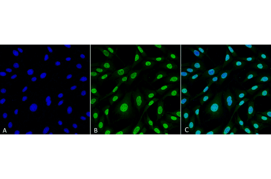 Immunocytochemistry/Immunofluorescence - Anti-Heme Oxygenase 1 Antibody [6B8-2F2] (A304770) - Antibodies.com