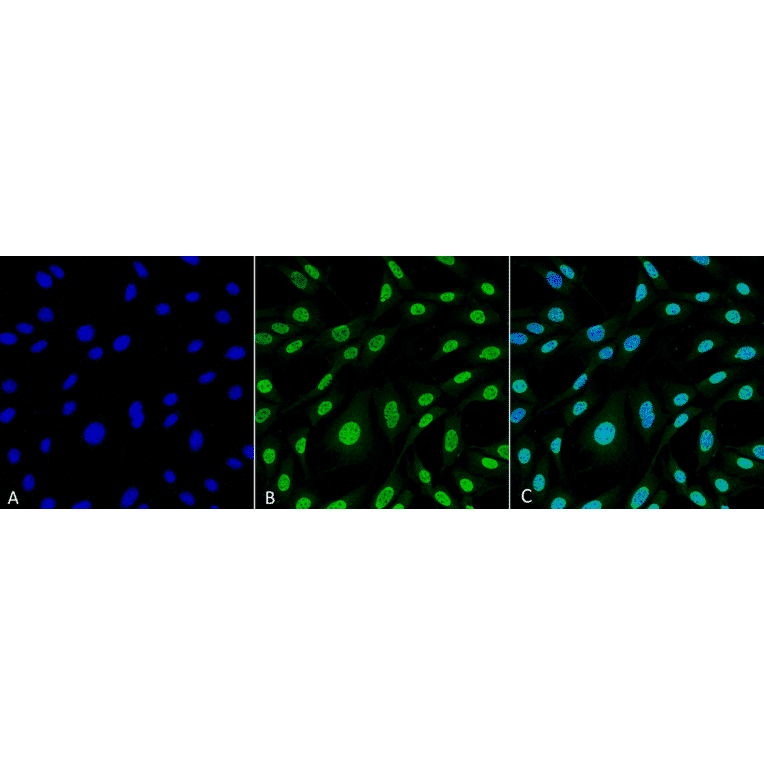 Immunocytochemistry/Immunofluorescence - Anti-Heme Oxygenase 1 Antibody [6B8-2F2] (A304770) - Antibodies.com