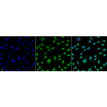 Immunocytochemistry/Immunofluorescence - Anti-Heme Oxygenase 1 Antibody [6B8-2F2] (A304770) - Antibodies.com