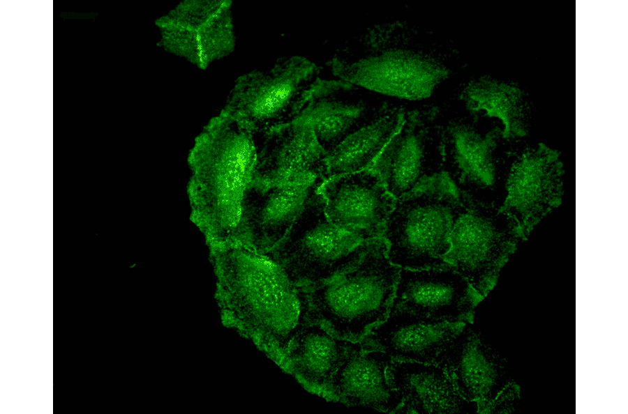 Immunocytochemistry/Immunofluorescence - Anti-Heme Oxygenase 1 Antibody [1F12-A6] (A304771) - Antibodies.com