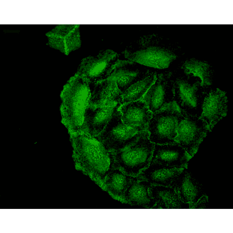 Immunocytochemistry/Immunofluorescence - Anti-Heme Oxygenase 1 Antibody [1F12-A6] (A304771) - Antibodies.com
