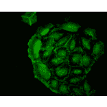 Immunocytochemistry/Immunofluorescence - Anti-Heme Oxygenase 1 Antibody [1F12-A6] (A304771) - Antibodies.com