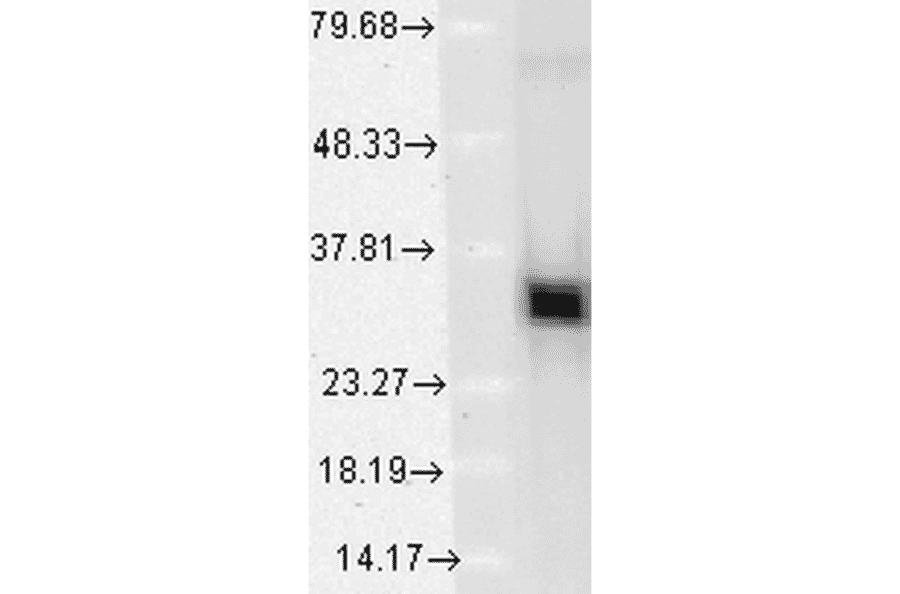 Western Blot - Anti-Heme Oxygenase 1 Antibody [1F12-A6] (A304771) - Antibodies.com