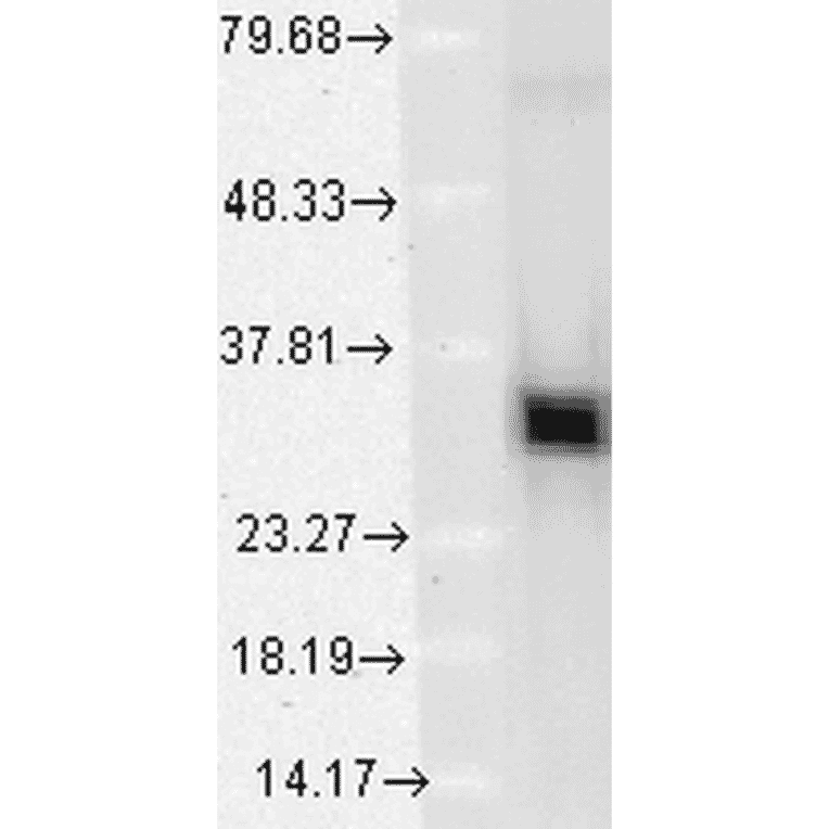 Western Blot - Anti-Heme Oxygenase 1 Antibody [1F12-A6] (A304771) - Antibodies.com