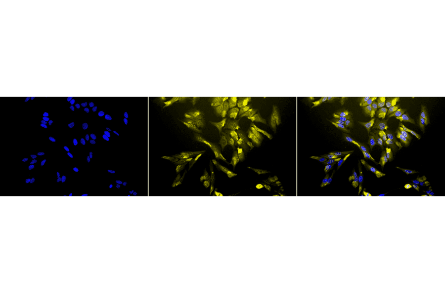 Immunocytochemistry/Immunofluorescence - Anti-Heme Oxygenase 1 Antibody [1F12-A6] (A304771) - Antibodies.com