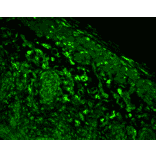 Immunohistochemistry - Anti-Heme Oxygenase 1 Antibody [1F12-A6] (A304771) - Antibodies.com