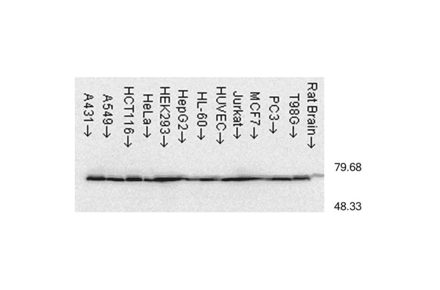 Western Blot - Anti-HSP70 Antibody [C92F3A-5] (A304773) - Antibodies.com