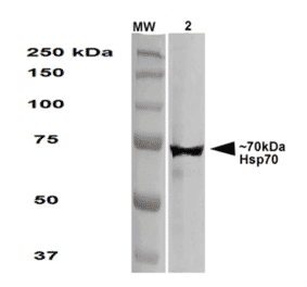 Western Blot - Anti-HSP70 Antibody [1.86] (A304774) - Antibodies.com