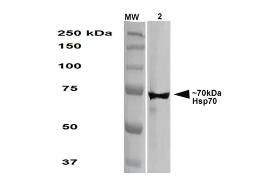 Western Blot - Anti-HSP70 Antibody [1.86] (A304774) - Antibodies.com