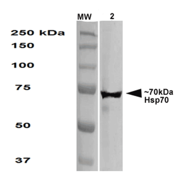 Western Blot - Anti-HSP70 Antibody [1.86] (A304774) - Antibodies.com