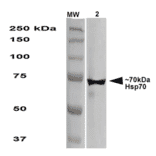 Western Blot - Anti-HSP70 Antibody [1.86] (A304774) - Antibodies.com