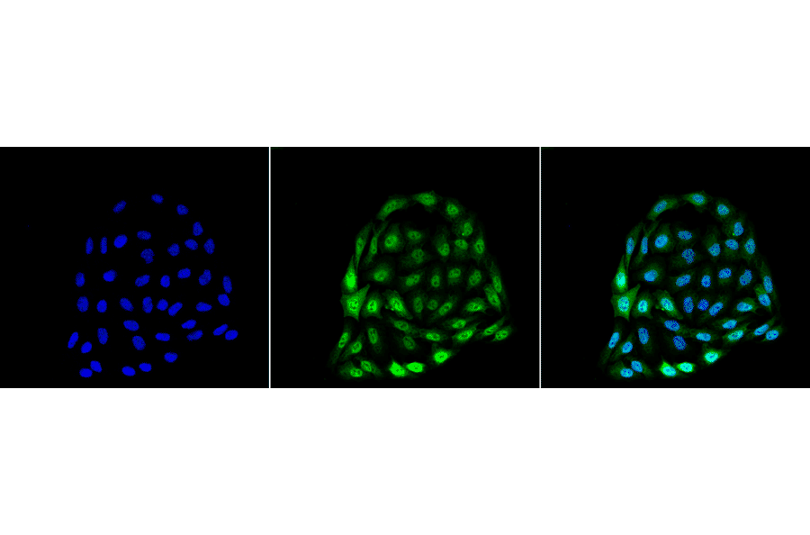 Immunocytochemistry/Immunofluorescence - Anti-HSP70 Antibody [1.86] (A304774) - Antibodies.com
