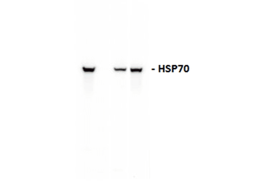 Western Blot - Anti-HSP70 Antibody (A304775) - Antibodies.com