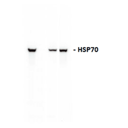 Western Blot - Anti-HSP70 Antibody (A304775) - Antibodies.com