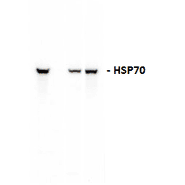 Western Blot - Anti-HSP70 Antibody (A304775) - Antibodies.com