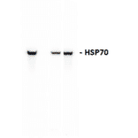 Western Blot - Anti-HSP70 Antibody (A304775) - Antibodies.com