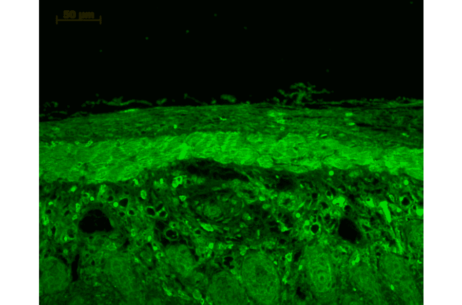 Immunohistochemistry - Anti-HSP22 Antibody (A304777) - Antibodies.com