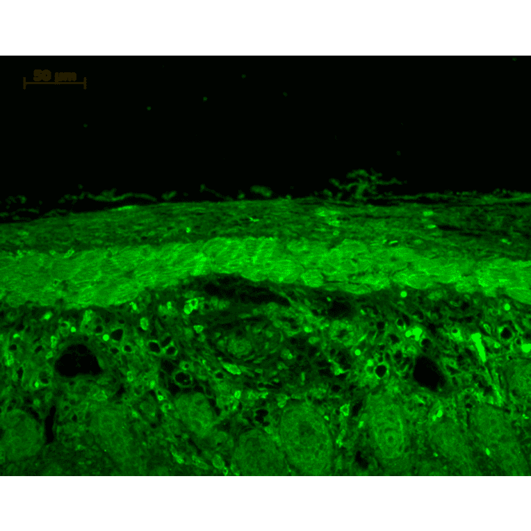 Immunohistochemistry - Anti-HSP22 Antibody (A304777) - Antibodies.com