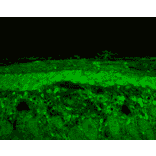 Immunohistochemistry - Anti-HSP22 Antibody (A304777) - Antibodies.com
