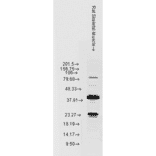 Western Blot - Anti-HSP22 Antibody (A304777) - Antibodies.com